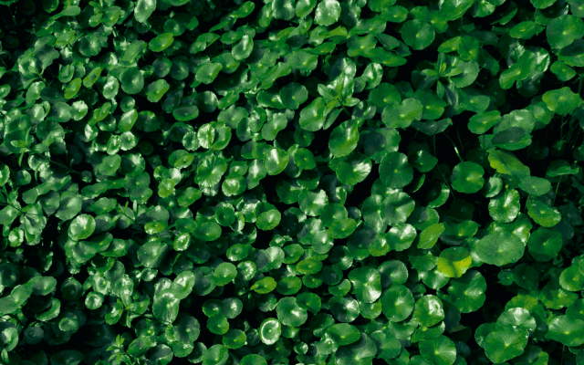 Leaves