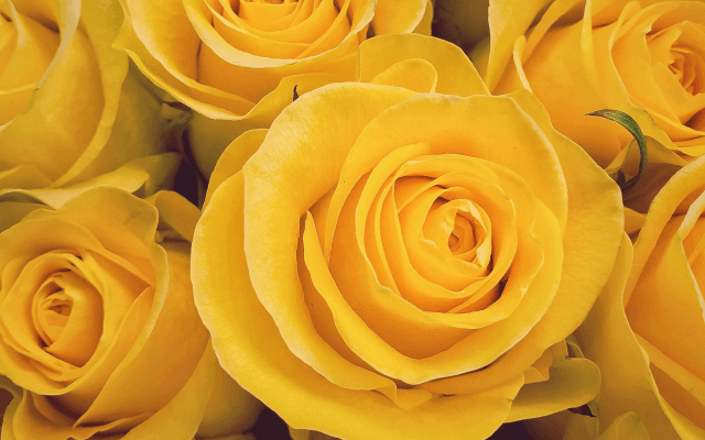 Yellow flowers