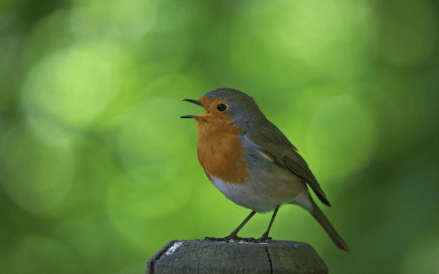 A small bird