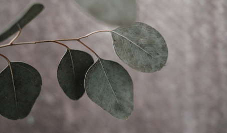 Eucalyptus leaves
