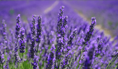 Lavender