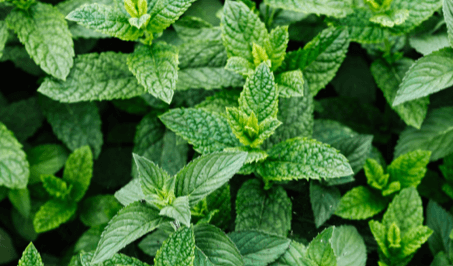 Peppermint
